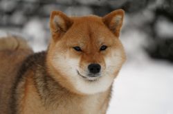 picture of dog