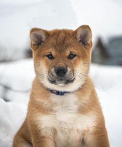 picture of dog