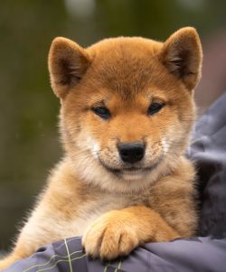 picture of dog