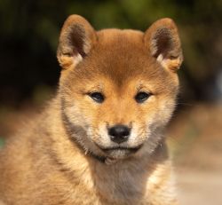 picture of dog
