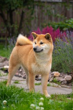 picture of dog