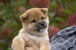 picture of dog