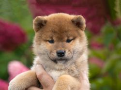 picture of dog