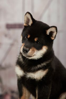 picture of dog
