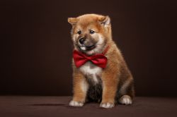 picture of dog