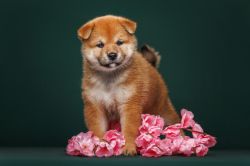 picture of dog