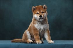 picture of dog