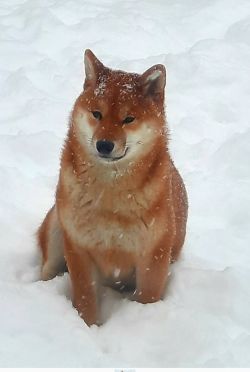 picture of dog