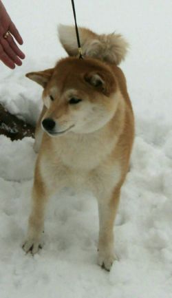 picture of dog