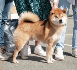 picture of dog
