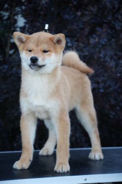 picture of dog