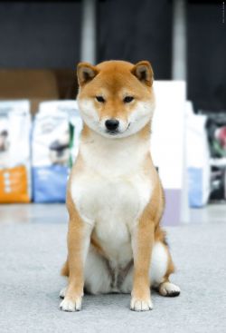 picture of dog