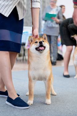 picture of dog