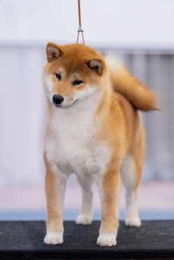 picture of dog
