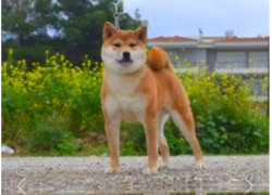 picture of dog