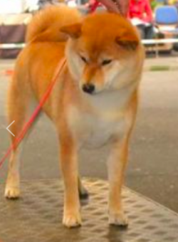 picture of dog