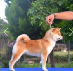 picture of dog