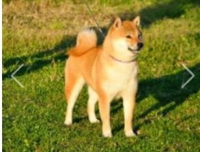 picture of dog