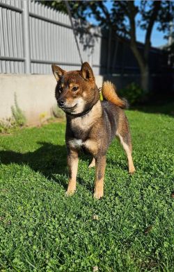 picture of dog