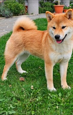 picture of dog