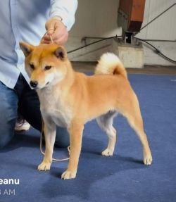 picture of dog