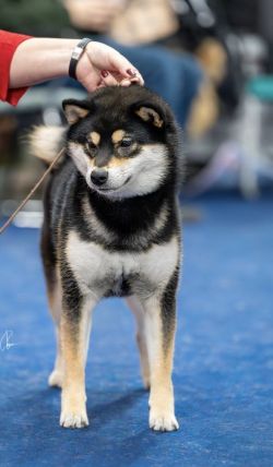 picture of dog