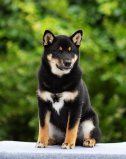 picture of dog