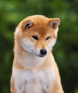 picture of dog