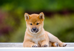 picture of dog
