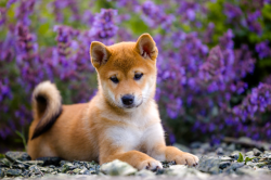 picture of dog