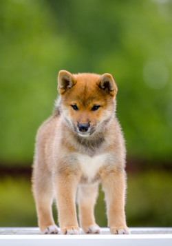 picture of dog