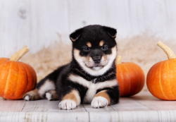 picture of dog