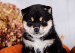picture of dog