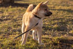 picture of dog