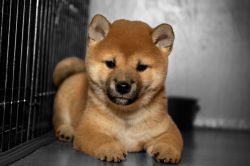 picture of dog