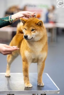 picture of dog