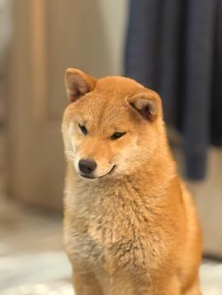 picture of dog