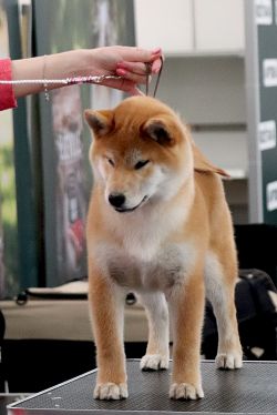 picture of dog