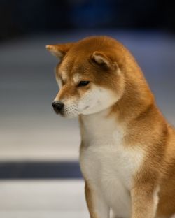 picture of dog