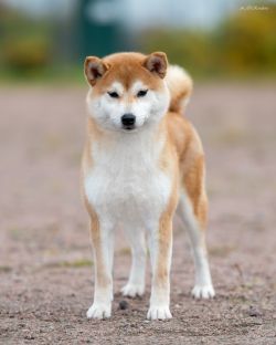 picture of dog