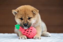 picture of dog
