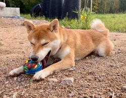 picture of dog