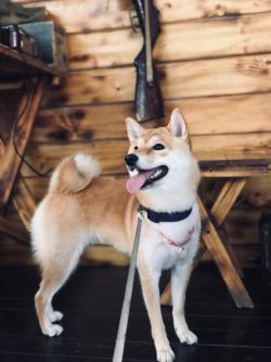 picture of dog