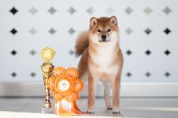 picture of dog
