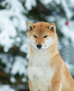 picture of dog