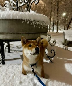 picture of dog