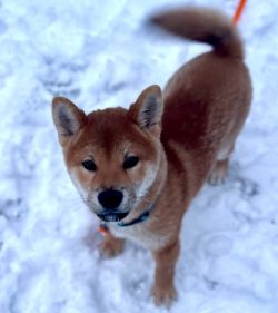 picture of dog