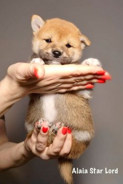 picture of dog
