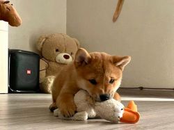 picture of dog