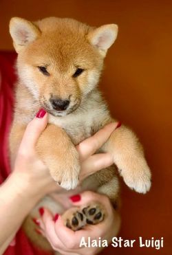 picture of dog